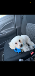 Reunited Male Dog last seen Jack Neely, Covington, GA 30016