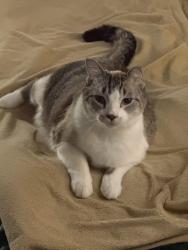 Lost Male Cat last seen case st and n. alexander st, Saginaw, MI 48602