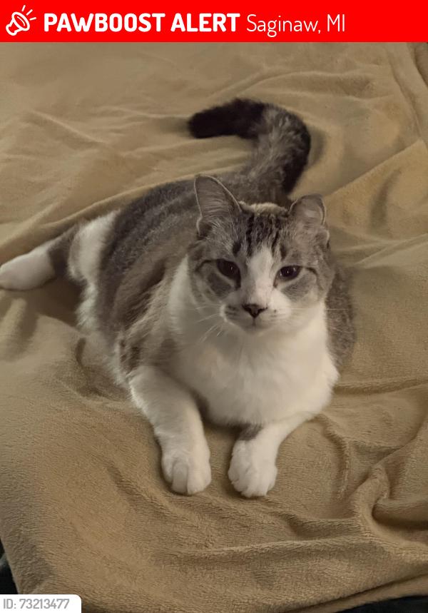 Lost Male Cat last seen case st and n. alexander st, Saginaw, MI 48602