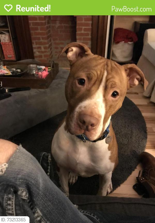 Reunited Male Dog last seen Mars and Athens, Lakewood, OH 44107