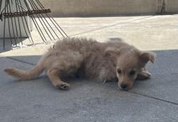 Reunited Male Dog last seen Amar Rd and Hacienda, La Puente, CA 91744
