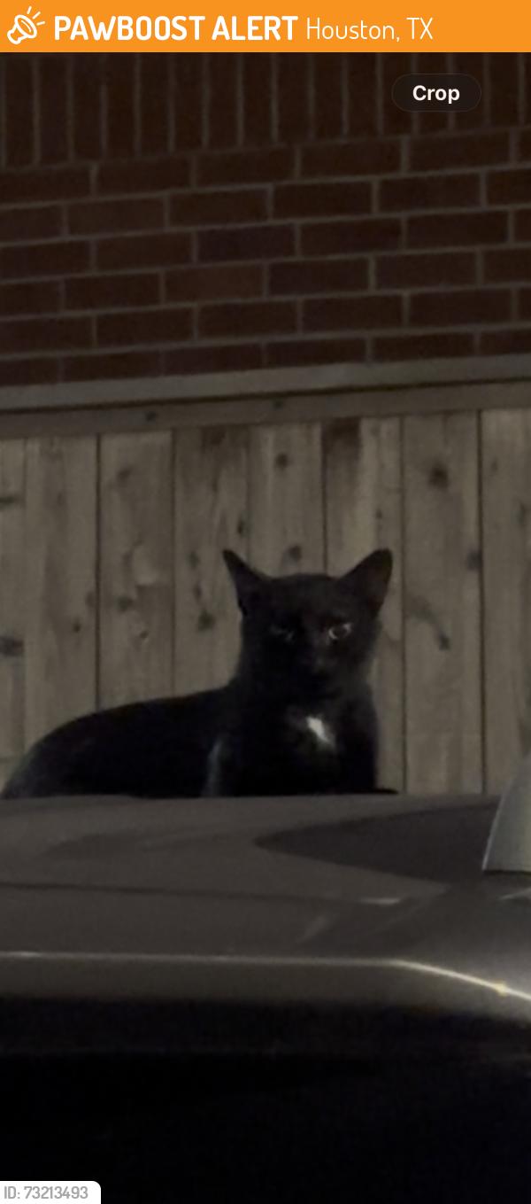 Found/Stray Unknown Cat last seen Near 10421 Deerwood Rd, Houston, TX 77042, Houston, TX 77042