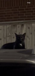 Found/Stray Unknown Cat last seen Near 10421 Deerwood Rd, Houston, TX 77042, Houston, TX 77042