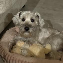 Lost Male Dog last seen Country road 4111, country road 414, Dayton, TX 77535