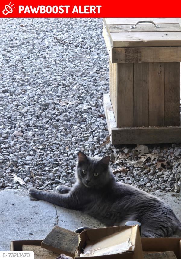 Lost Male Cat last seen Seventh street, Port McNicoll, ON L0K 1R0