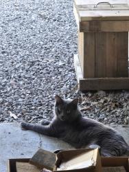 Lost Male Cat last seen Seventh street, Port McNicoll, ON L0K 1R0