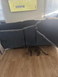 Reunited Male Cat last seen Pass and Clark, Burbank, CA 91505