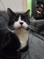 Lost Female Cat last seen St. Patrick's Church, Brooklyn, NY 11209