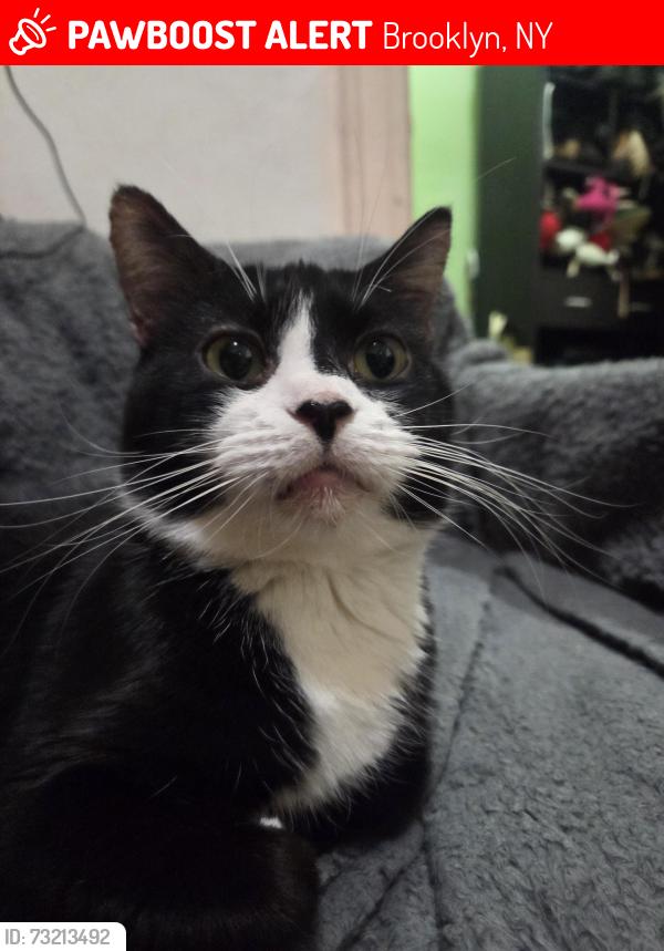 Lost Female Cat last seen St. Patrick's Church, Brooklyn, NY 11209