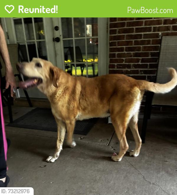 Reunited Male Dog last seen Fordham Rd and Schillinger Rd 36619, Mobile, AL 36619
