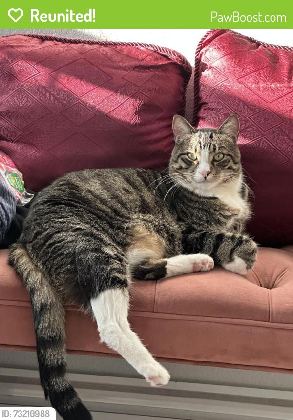Reunited Male Cat last seen Near S Mary St, Arlington, TX 76010, USA, Arlington, TX 76010