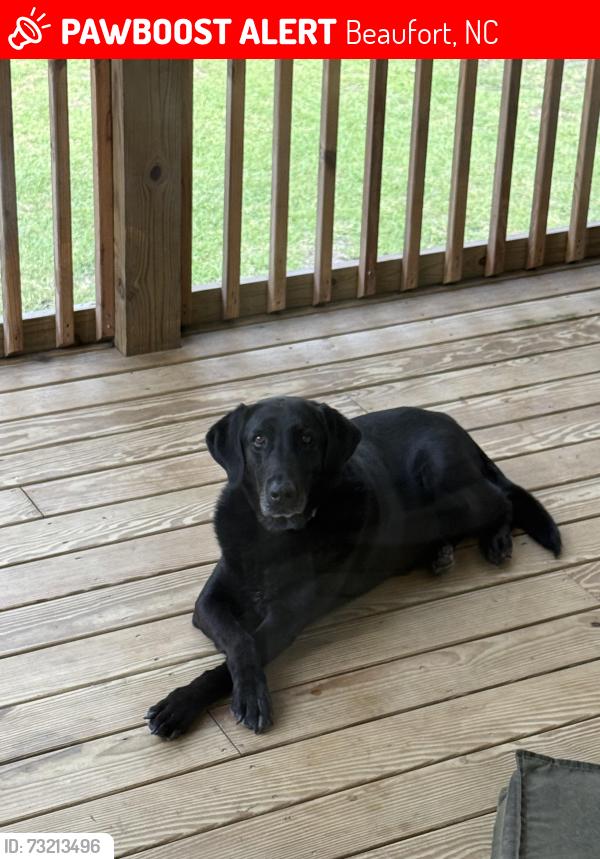 Lost Female Dog last seen Merrimon rd Beaufort NC, Beaufort, NC 28516