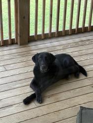 Lost Female Dog last seen Merrimon rd Beaufort NC, Beaufort, NC 28516