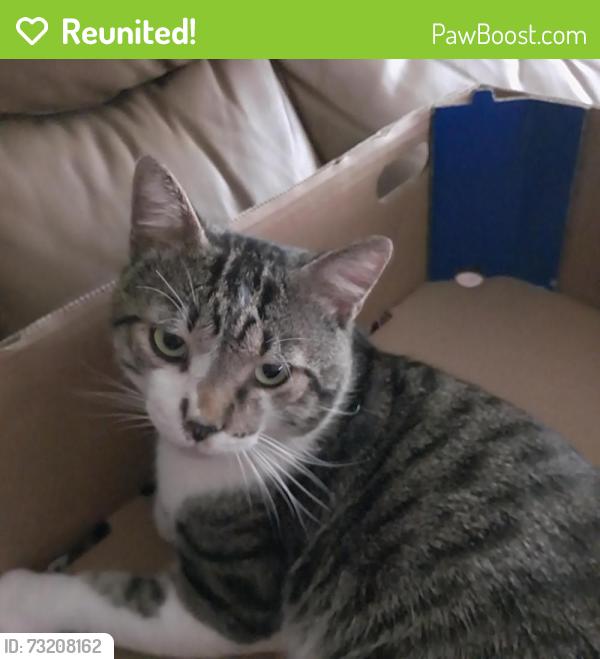Reunited Male Cat last seen Charles Road, Fort Myers, FL 33919