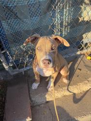 Found/Stray Male Dog last seen Paramount, Paramount, CA 90805