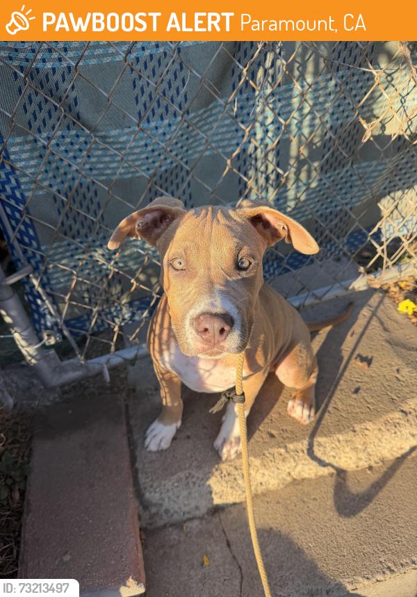 Found/Stray Male Dog last seen Paramount, Paramount, CA 90805