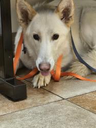 Reunited Female Dog last seen Jones and Desert Inn, Spring Valley, NV 89146