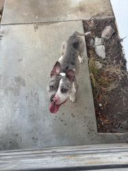 Reunited Male Dog last seen Colusa, Vista, CA 92083