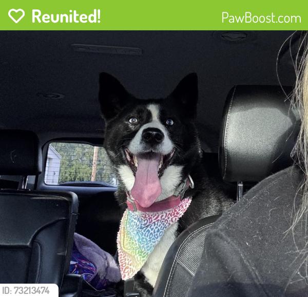 Reunited Female Dog last seen W Motor Ave, Port Angeles, WA 98362, USA, Port Angeles, WA 98362