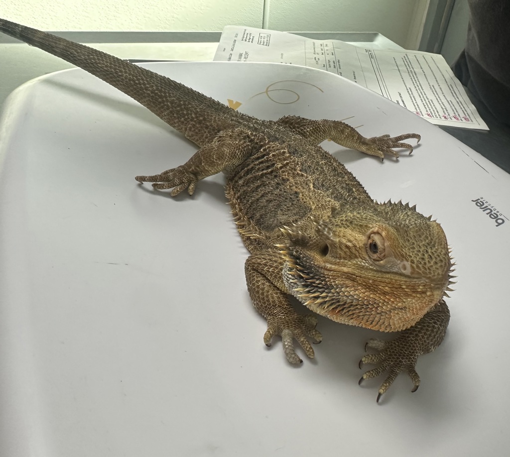 Shelter Stray Unknown Reptile last seen Near Genese Avenue, San Diego, CA, 92117, 5500 Gaines St, San Diego, CA 92110, USA