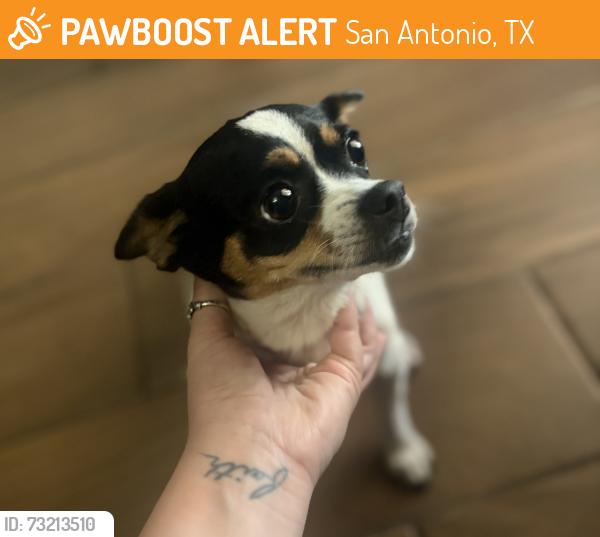 Found/Stray Female Dog last seen Near & Old Pearsall, San Antonio, TX 78242