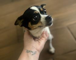 Found/Stray Female Dog last seen Near & Old Pearsall, San Antonio, TX 78242