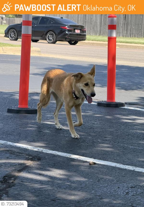 Found/Stray Female Dog last seen 104th and blackwelder okc,ok, Oklahoma City, OK 73139