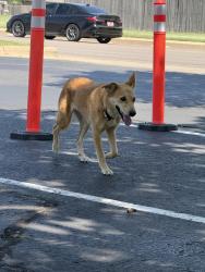Found/Stray Female Dog last seen 104th and blackwelder okc,ok, Oklahoma City, OK 73139