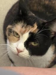 Lost Female Cat last seen Welighton, Asheville, NC 28704