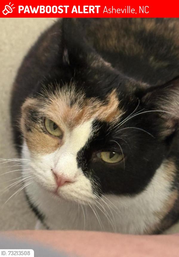 Lost Female Cat last seen Welighton, Asheville, NC 28704