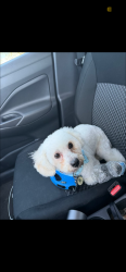 Reunited Male Dog last seen Hoglen, Covington, GA 30016