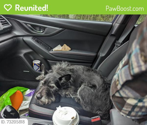 Reunited Male Dog last seen Maiden Choice Ln and Paradise, Catonsville, MD 21228