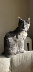 Reunited Female Cat last seen Downer and Park, Milwaukee, WI 53211