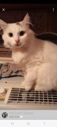 Lost Female Cat last seen Trillium ln/holly rd, Bremerton, WA 98312