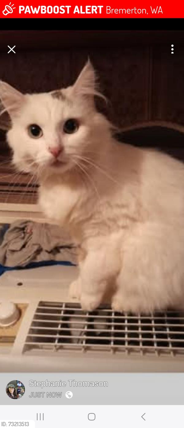 Lost Female Cat last seen Trillium ln/holly rd, Bremerton, WA 98312