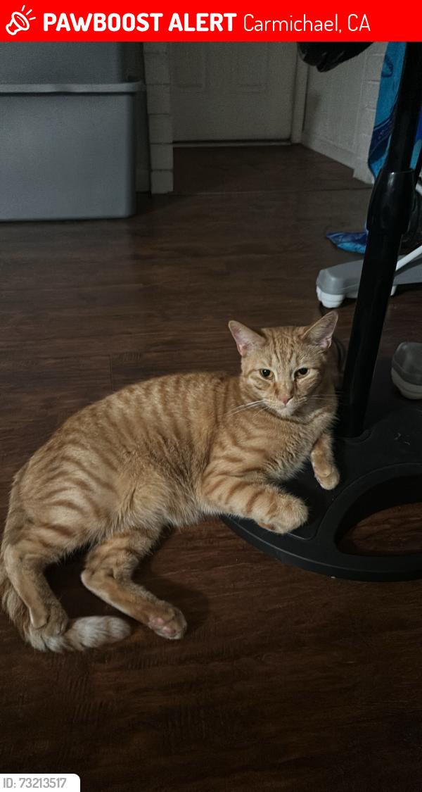 Lost Male Cat last seen Keoncrest circle Sacramento California, Carmichael, CA 95841