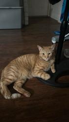 Lost Male Cat last seen Keoncrest circle Sacramento California, Carmichael, CA 95841
