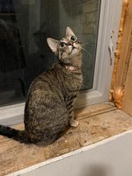 Found/Stray Unknown Cat last seen Chestnut and Pine, Burlington, WI 53105
