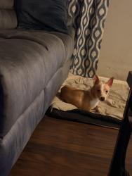 Found/Stray Male Dog last seen Victory park, Stockton, CA 95202