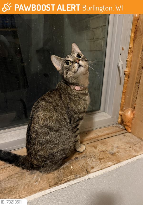 Found/Stray Unknown Cat last seen Chestnut and Pine, Burlington, WI 53105