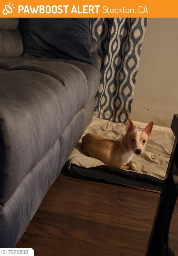 Found/Stray Male Dog last seen Victory park, Stockton, CA 95202