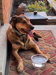 Reunited Unknown Dog last seen Tanner Park, Salt Lake City, UT 84109