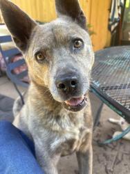 Reunited Female Dog last seen At our home, not sure what time she escaped, Greenville, SC 29607