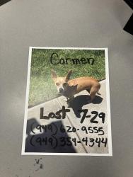 Lost Female Dog last seen Via Vista Circle, Huntington Beach Ca, Huntington Beach, CA 92648