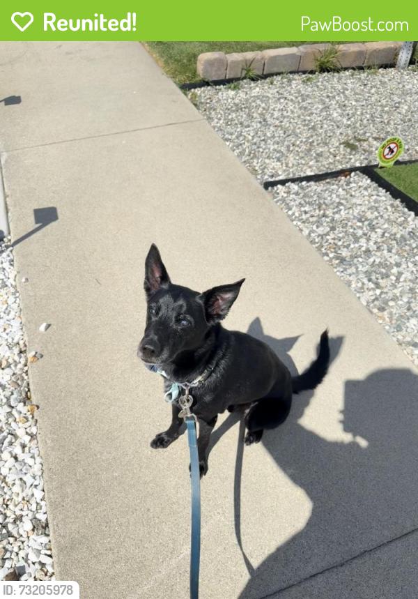 Reunited Male Dog last seen Near Monterey Rd, Los Angeles, CA 90042