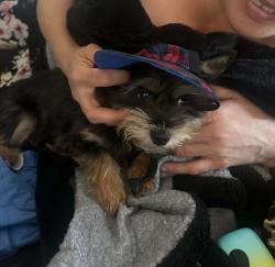 Reunited Female Dog last seen 72nd and golden given, Tacoma, WA 98404