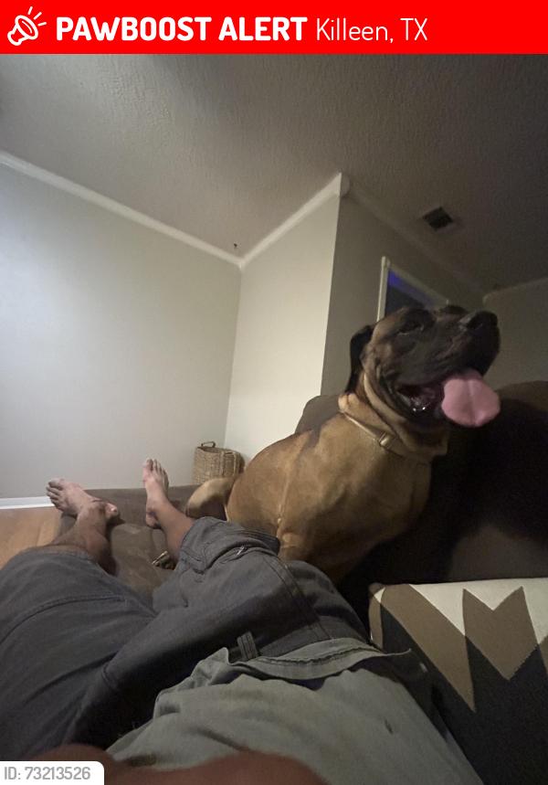 Lost Female Dog last seen Long Branch Park, Killeen, TX 76543