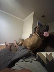 Lost Female Dog last seen Long Branch Park, Killeen, TX 76543