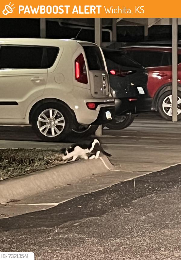 Found/Stray Unknown Cat last seen 96/oliver, Wichita, KS 67220