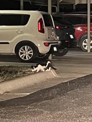 Found/Stray Unknown Cat last seen 96/oliver, Wichita, KS 67220